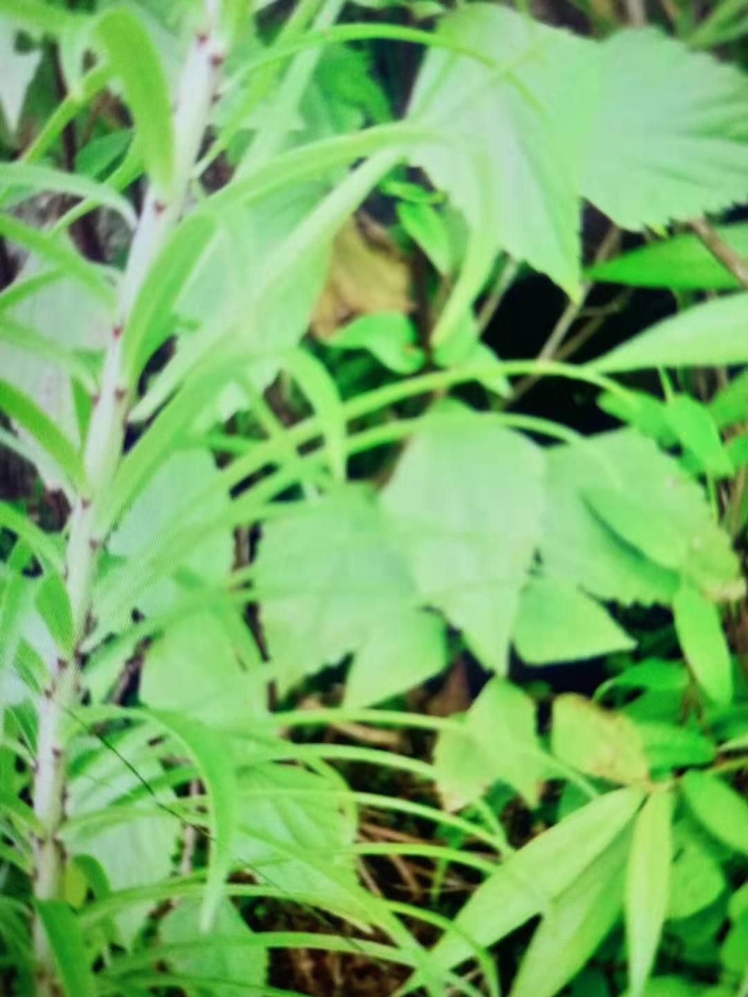 鲜百合 真正野生百合，白花—红皮