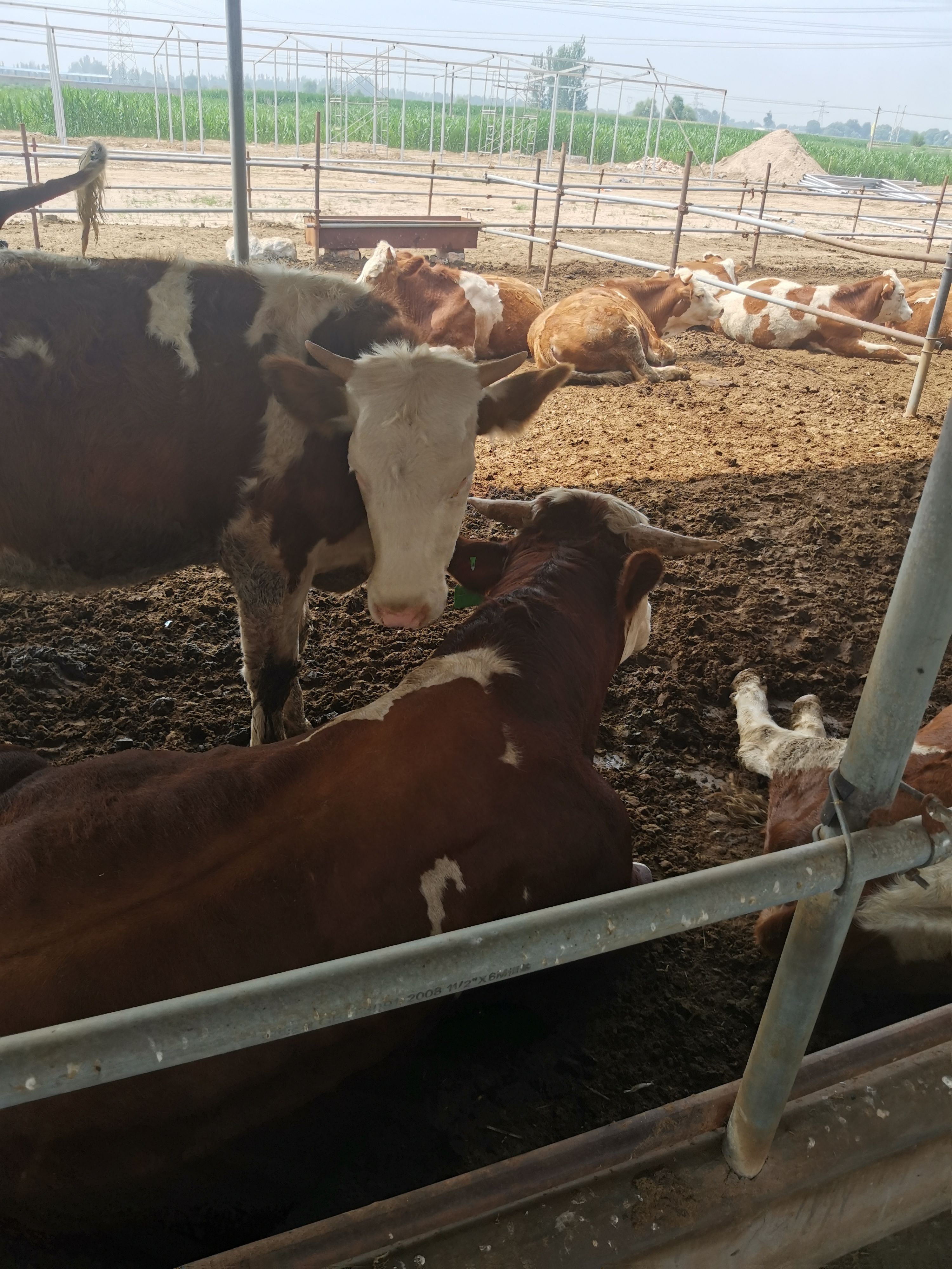  肉牛大小肉牛牛犊出售公母都有