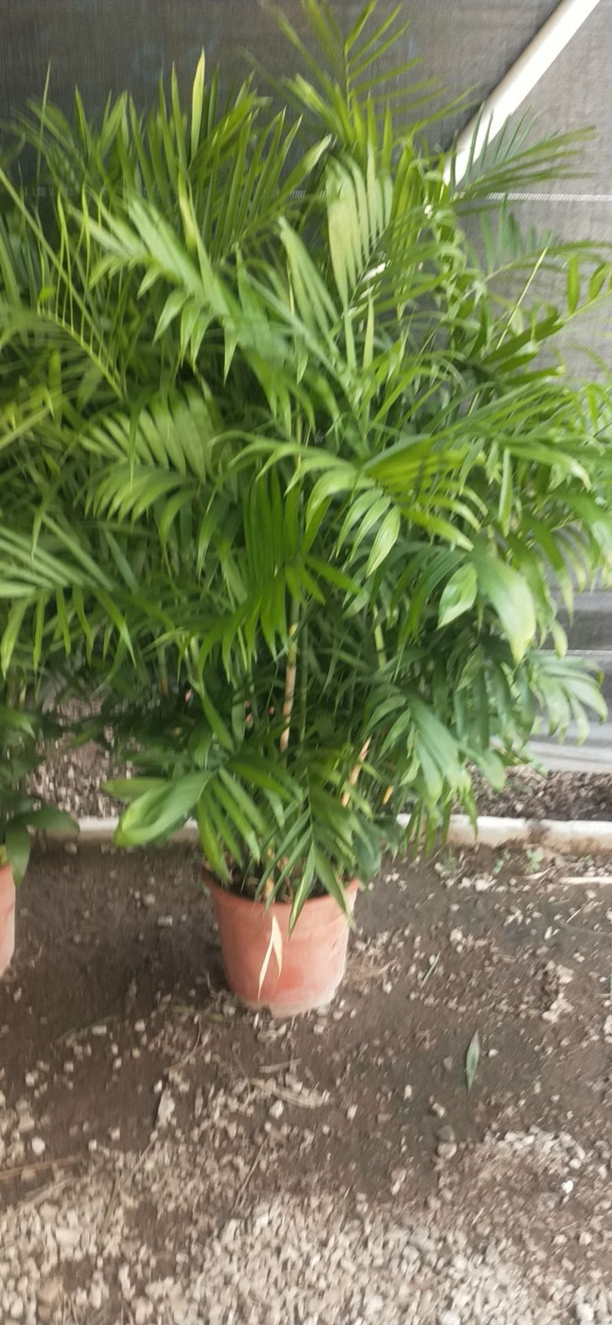广州夏威夷椰子盆栽 夏威夷竹