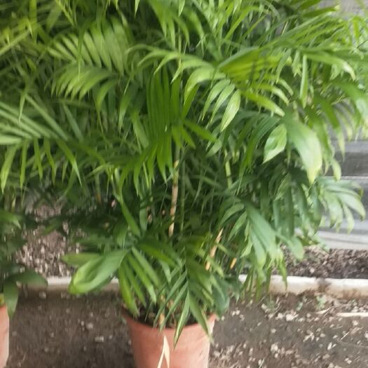 广州夏威夷椰子盆栽 夏威夷竹