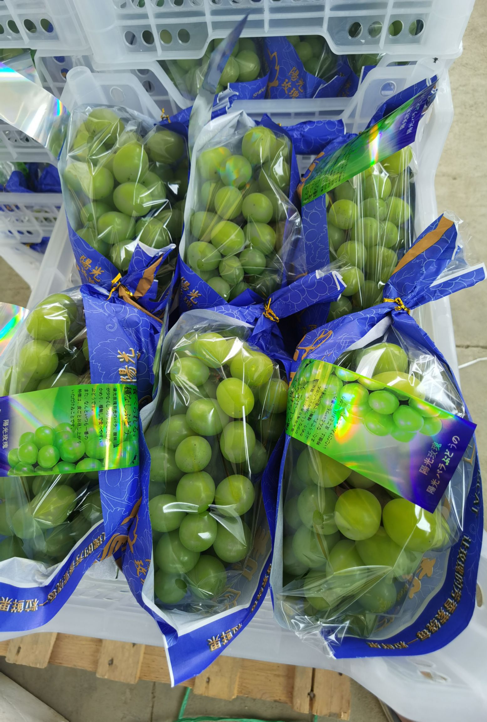 福建阳光玫瑰葡萄新鲜现摘香印青提子晴王葡萄