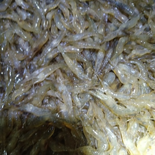 当涂县 青虾苗