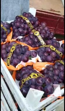 辛集市乒乓球葡萄大量有货