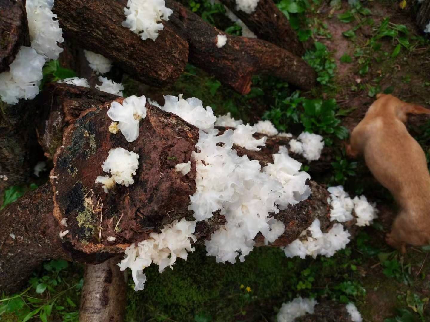 通江椴木银耳中小耳批发通货