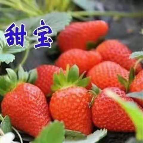 徐州 草莓苗