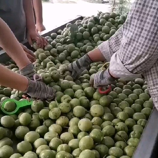 绛县青皮核桃热销中