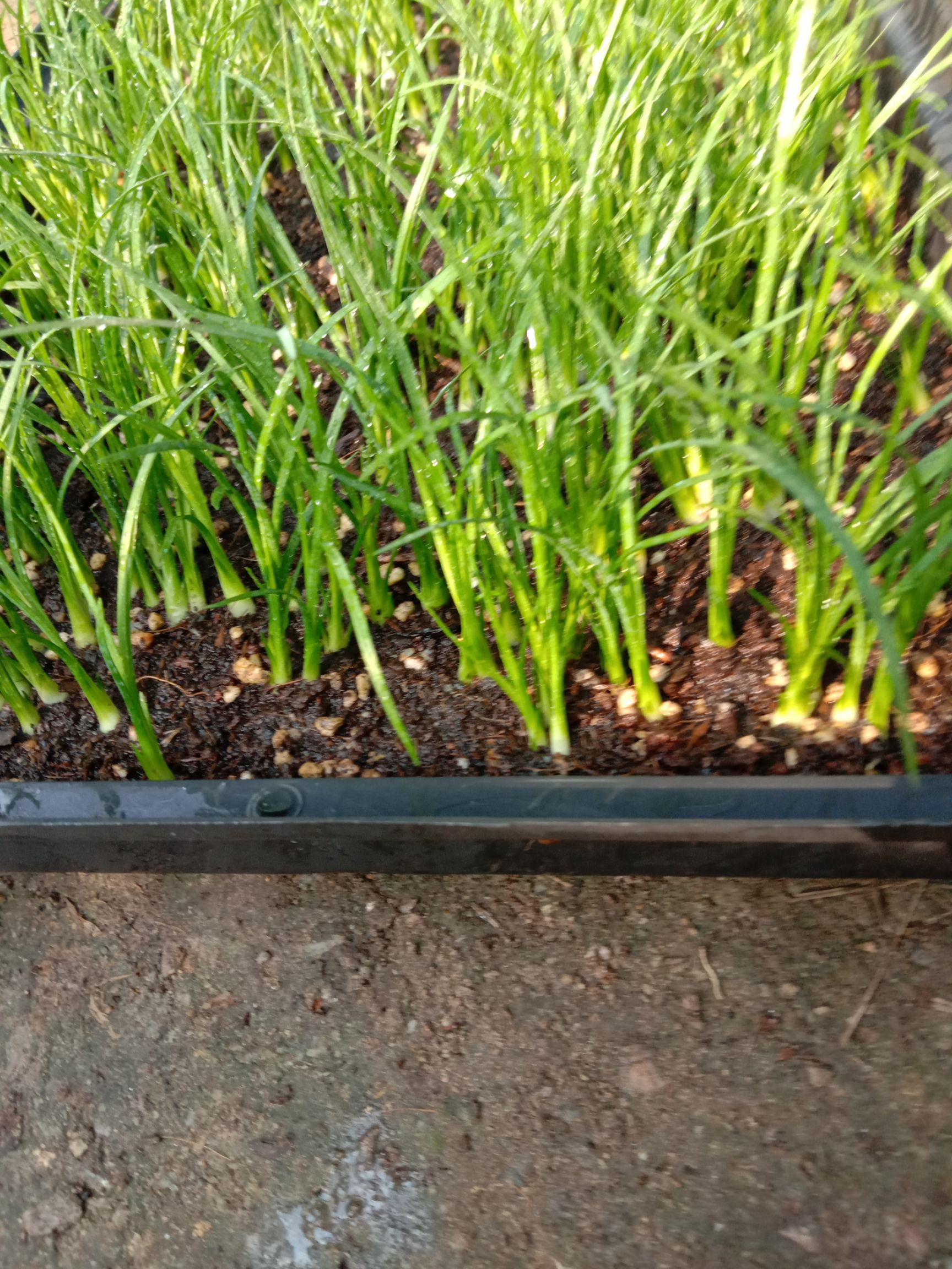 酒瓶兰盆栽  酒瓶兰种苗 室内花卉绿植盆栽 办公室桌面水培