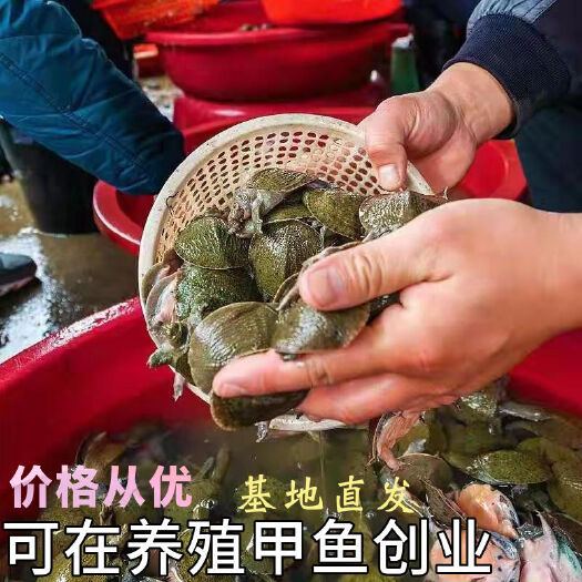 公安县甲鱼苗 中华草龟