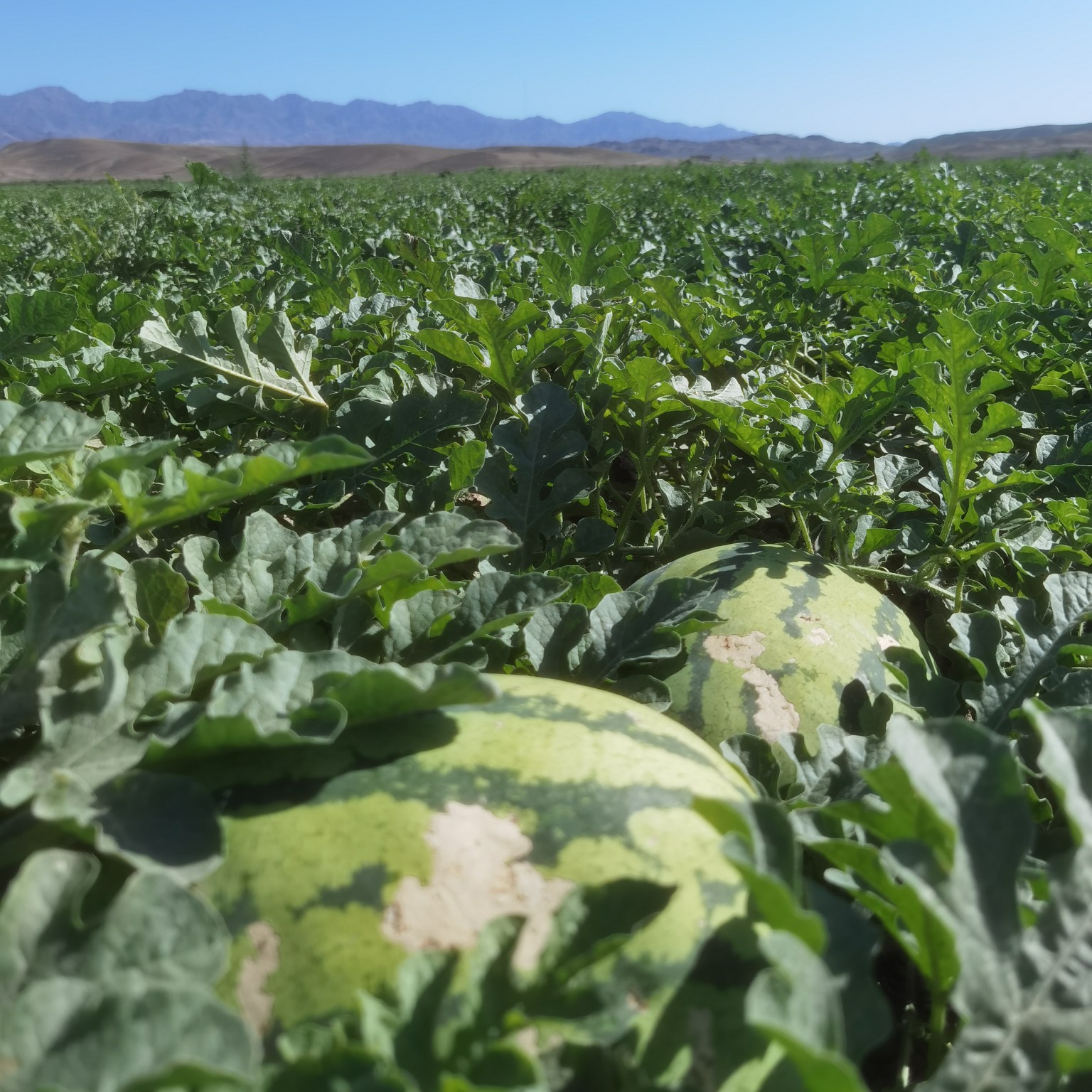 [金花西瓜批发]金花西瓜 新疆西瓜金花6号大西瓜皮薄瓤红口感好耐贮耐
