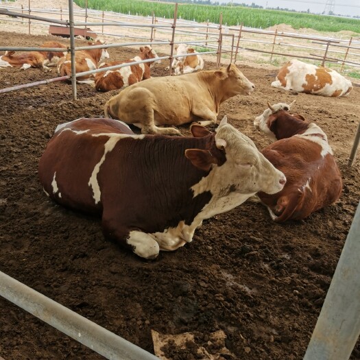 定襄县 肉牛大小肉牛牛犊出售公母都有