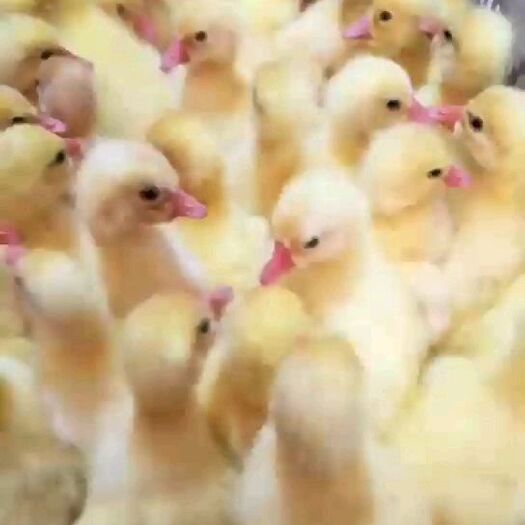 许昌杂交鹅苗 皖蒲鹅苗 三花鹅苗等各种鹅苗