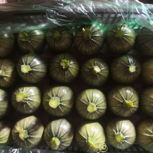 宣威市绿皮西葫芦 西葫芦小瓜