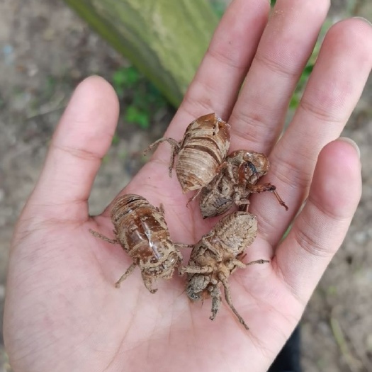 连云港蝉蜕