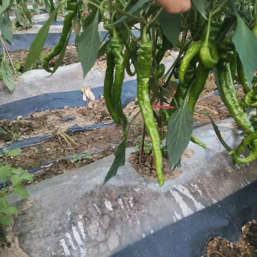宣恩县螺丝椒，八号薄皮青线椒，