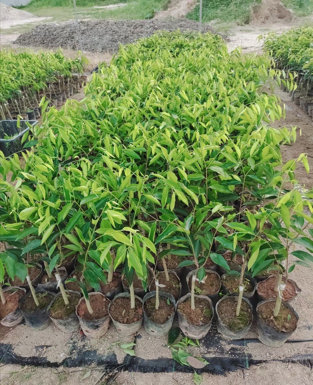 奇楠沉香树，奇楠苗，流油王，虎斑棋紫棋，白棋，香尖，糖桔