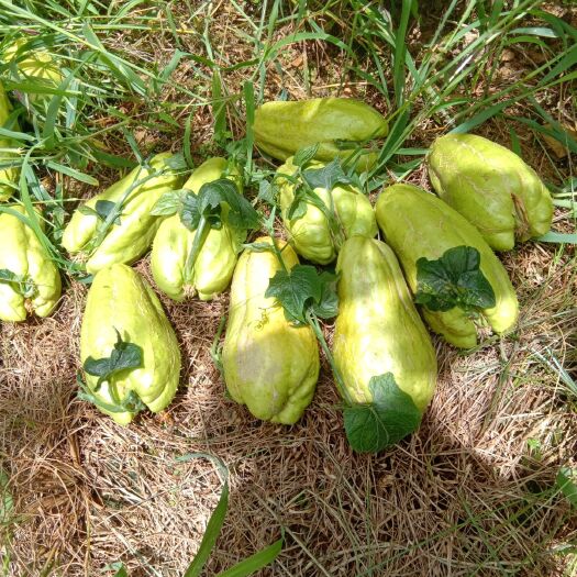 屏边县佛手瓜 果实大发芽率95%以上无病虫害