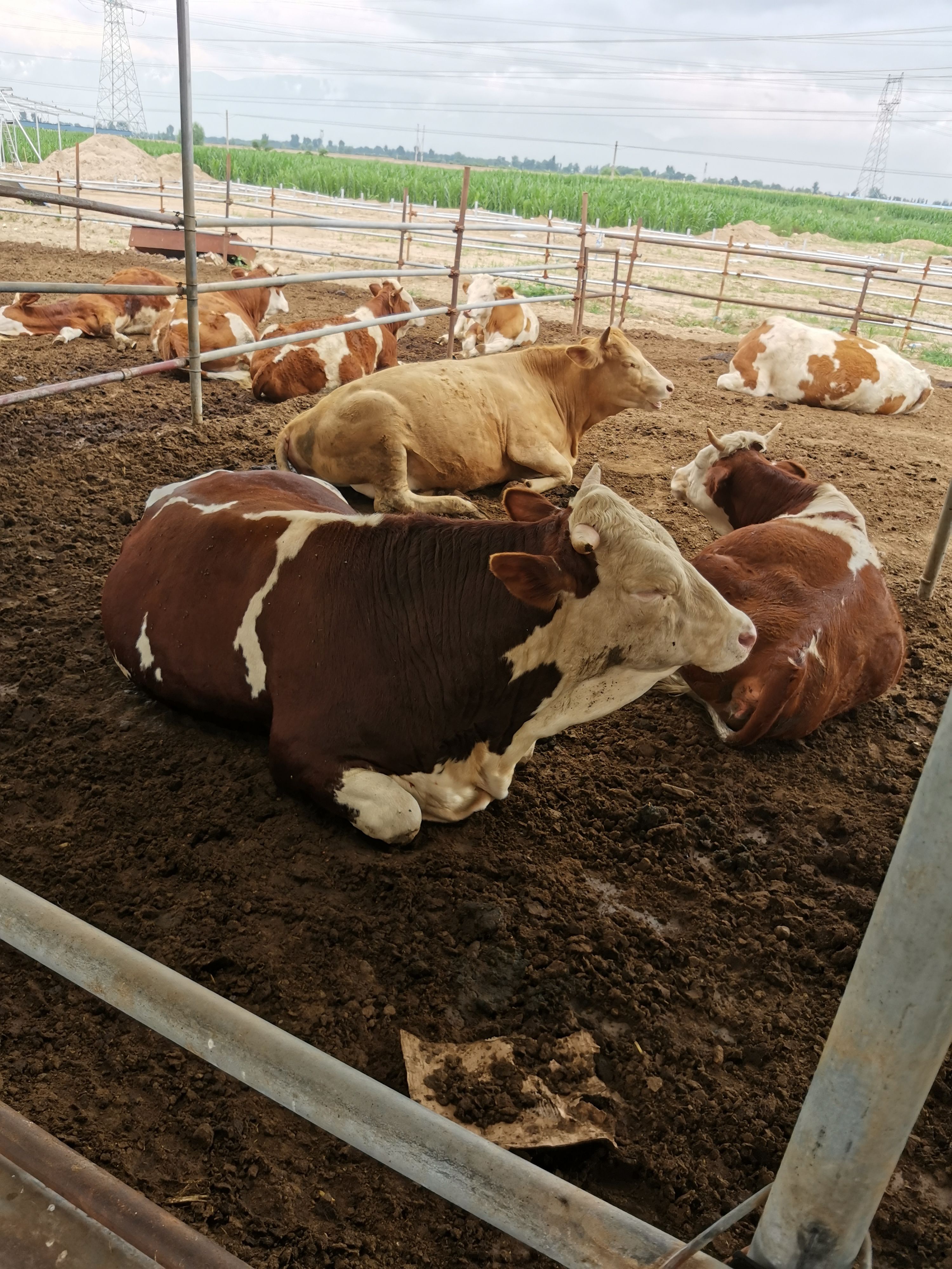  肉牛大小肉牛牛犊出售公母都有