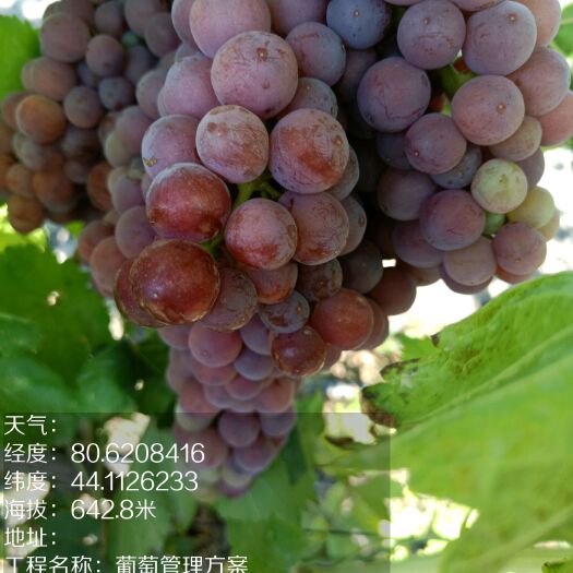 可克达拉 新疆优质弗雷葡萄