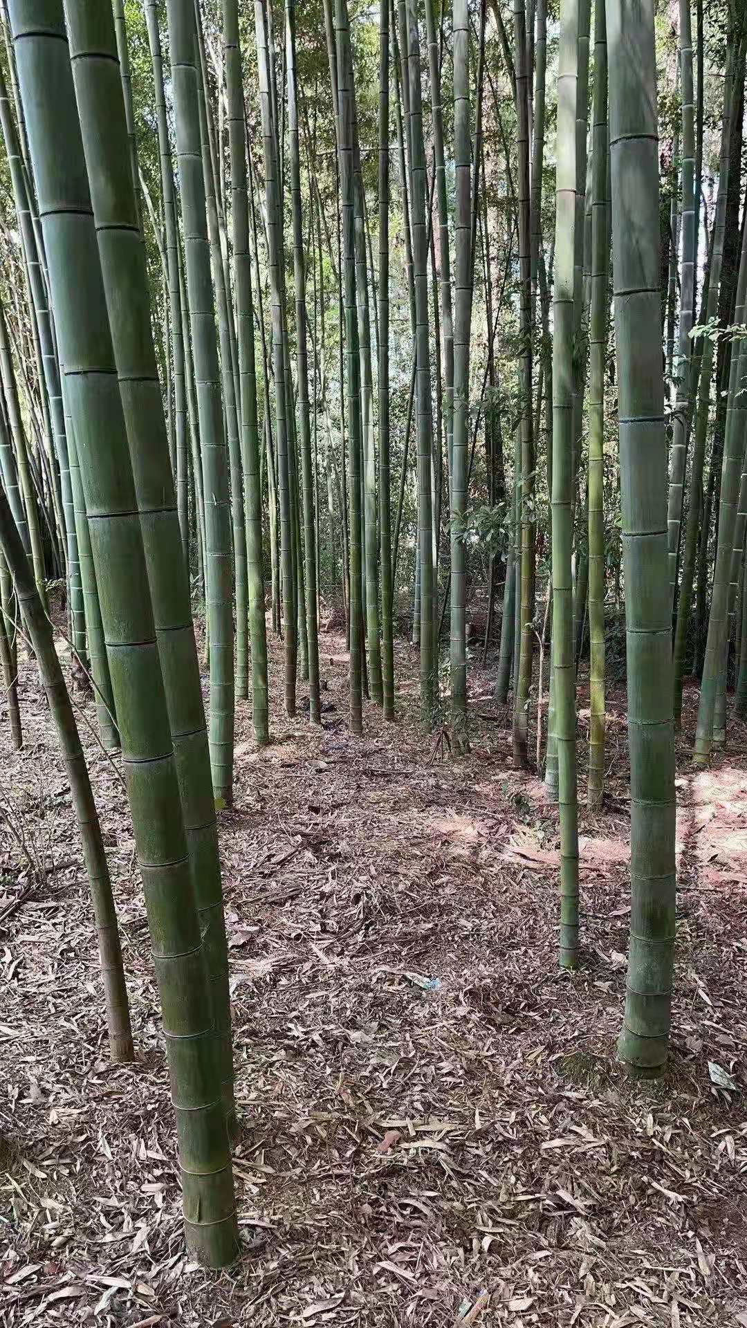  本人大量出售毛竹，楠竹,小山竹