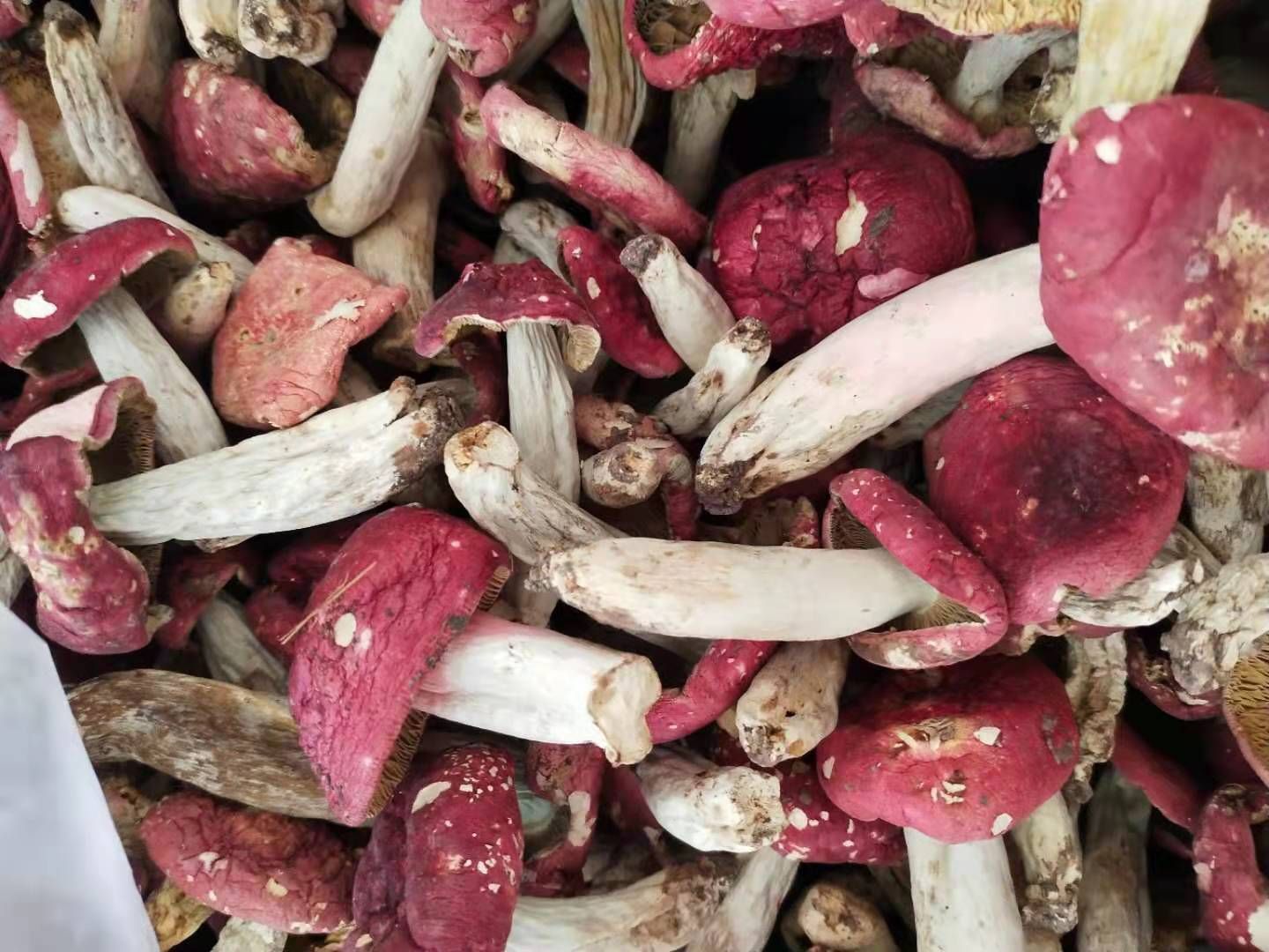 大巴山野生红菇