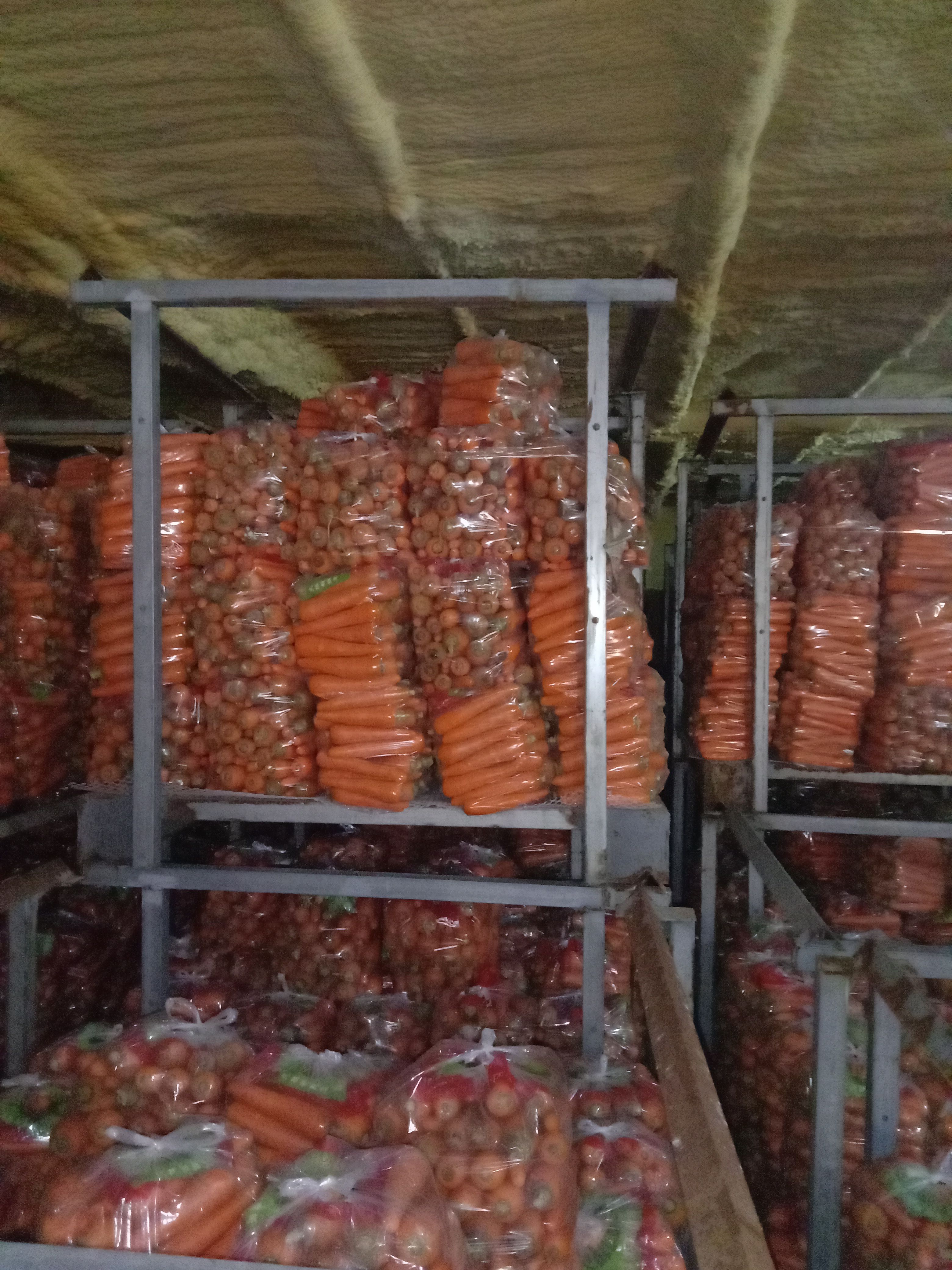 红皮胡萝卜  有机胡萝卜