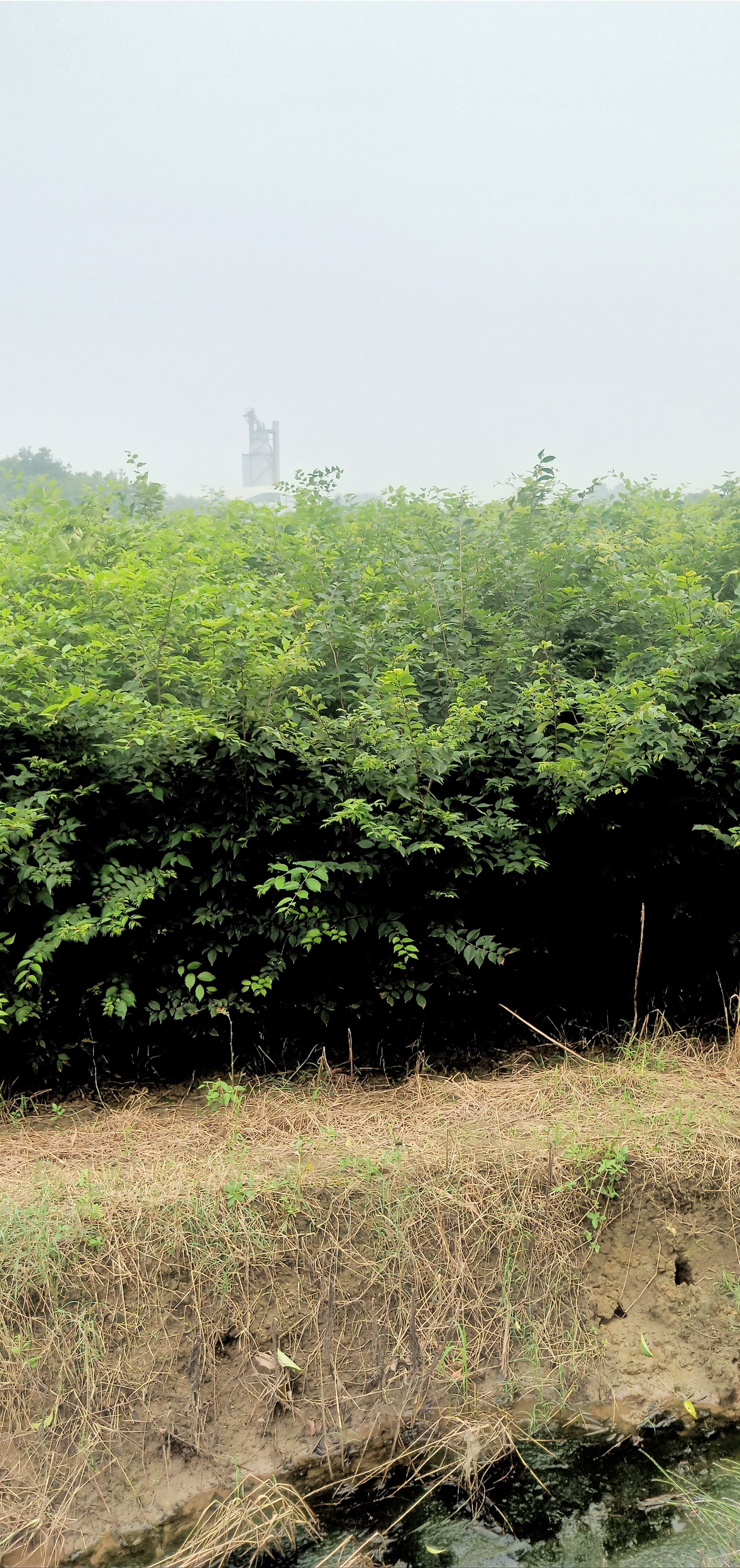 自家苗圃出售当年红榉小苗榉树现挖现上车可以先到田头看苗后定