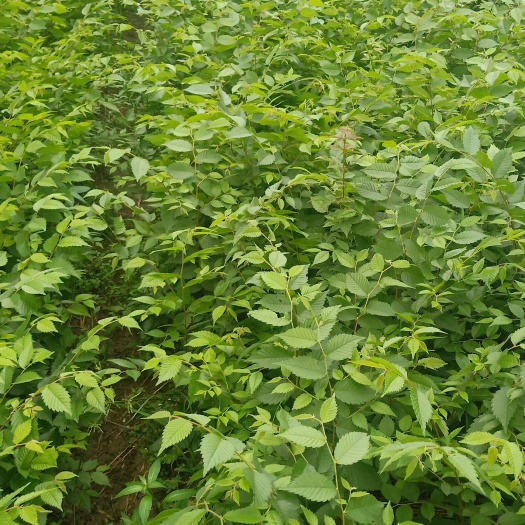 自家苗圃出售当年红榉小苗榉树现挖现上车可以先到田头看苗后定