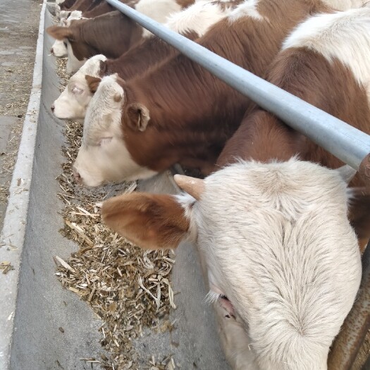  肉牛养殖能致富的肉牛犊