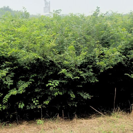 常州自家苗圃出售二年生红榉小苗榉树小苗现挖现上车全国物流发货