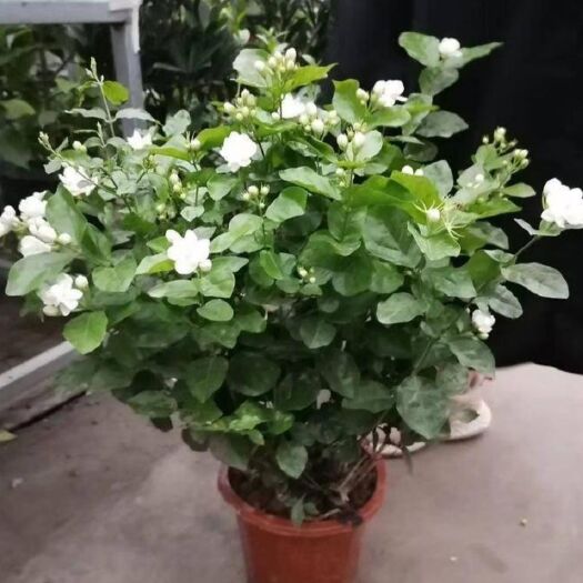 青州市白色茉莉 