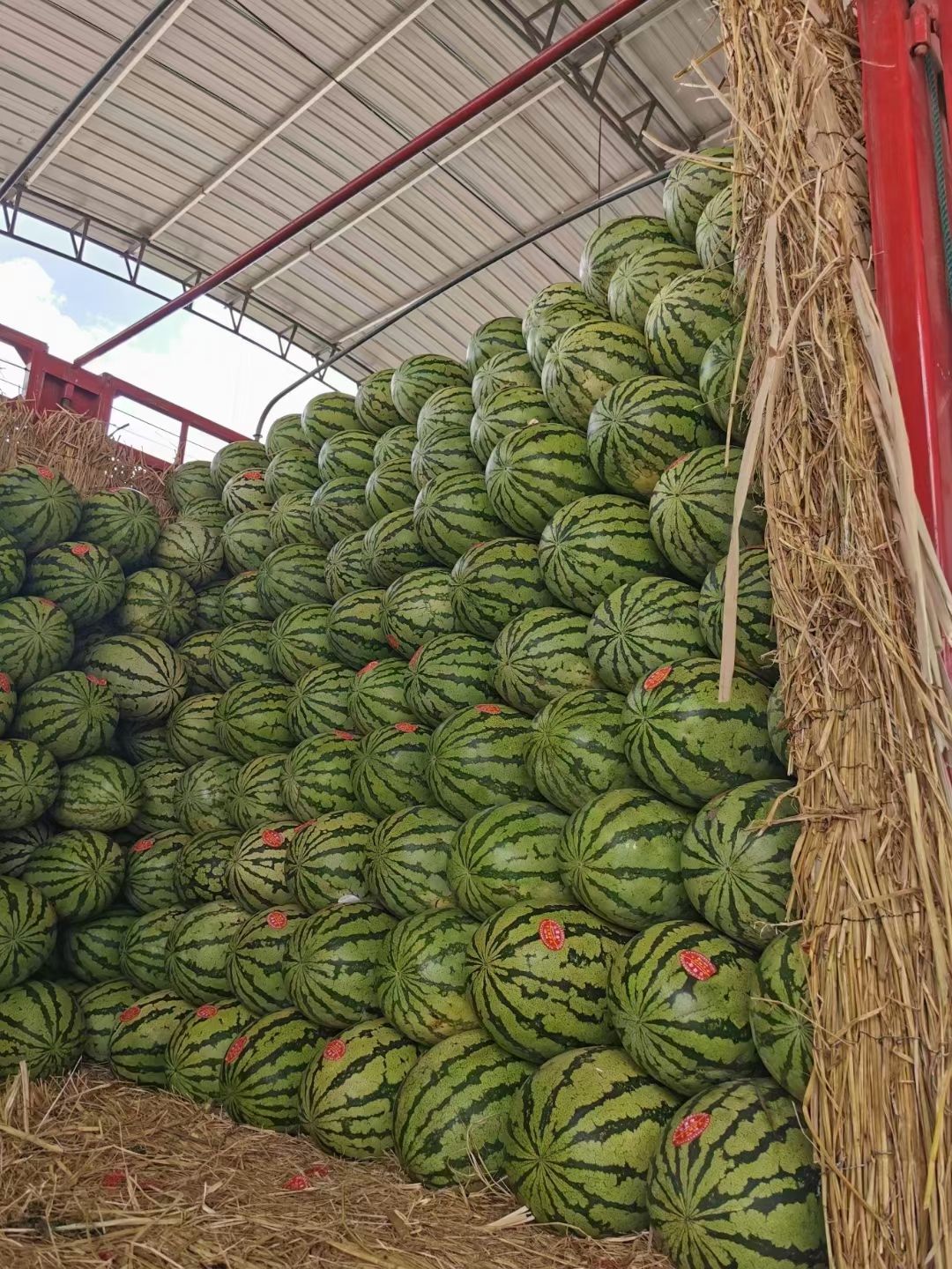 甘肃石头瓜大量供应中，品质优，价格低，诚信服务每一个客户
