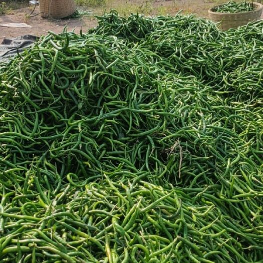 资中县 二青条线椒