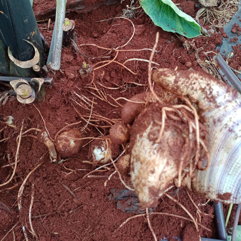  云南省红河建水新鲜毛芋头