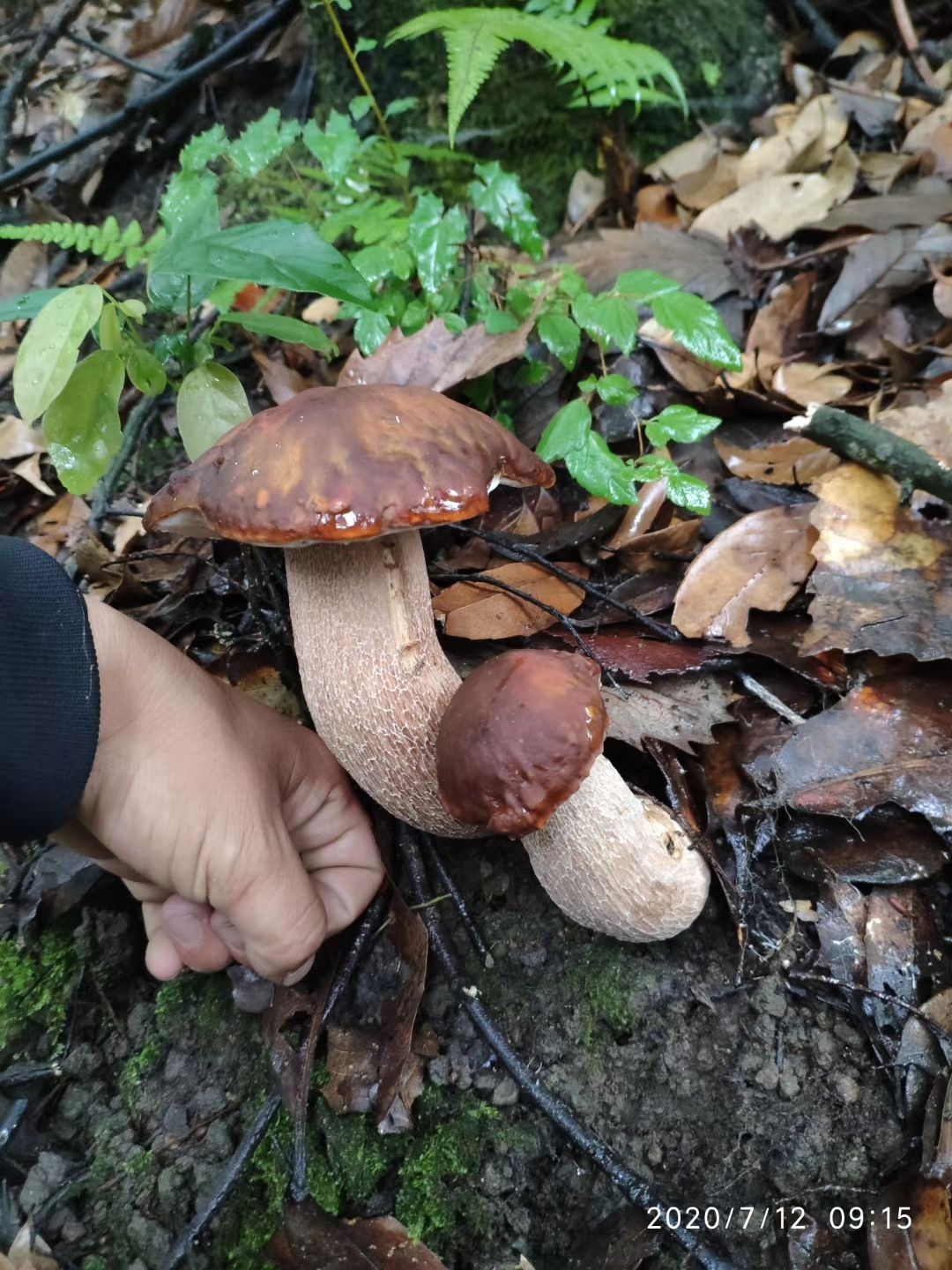 野生香菇  一级牛肝菌   野生菌