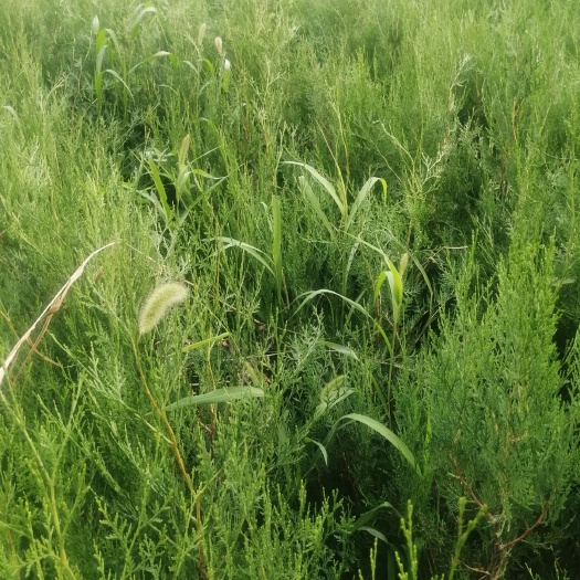窄冠侧柏 侧柏杯苗出售预订量大优惠