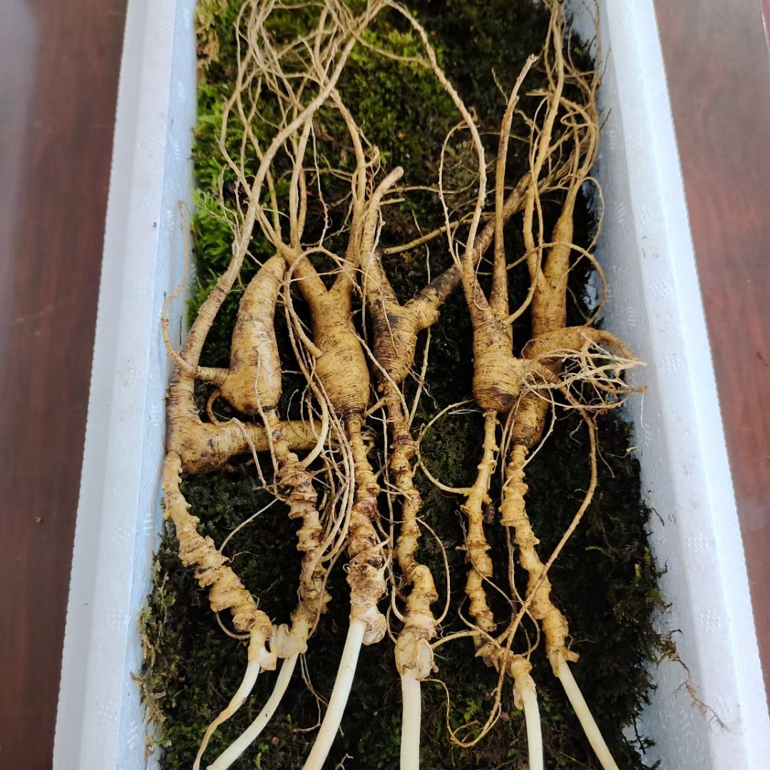 长白山山参林下参籽参干参二十多年老农自采石柱参一手货源