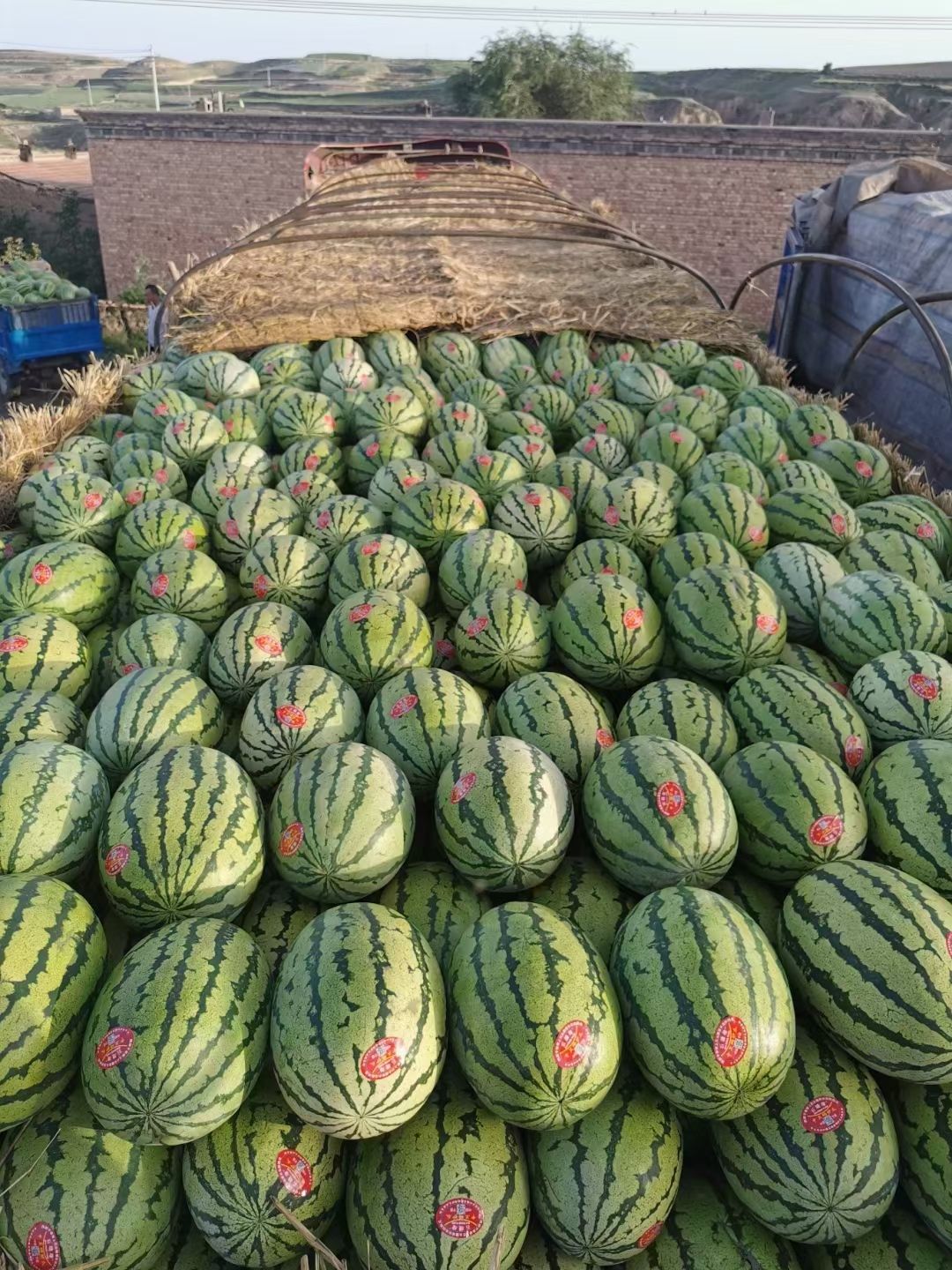 甘肃石头瓜大量供应中，品质优，价格低，诚信服务每一个客户