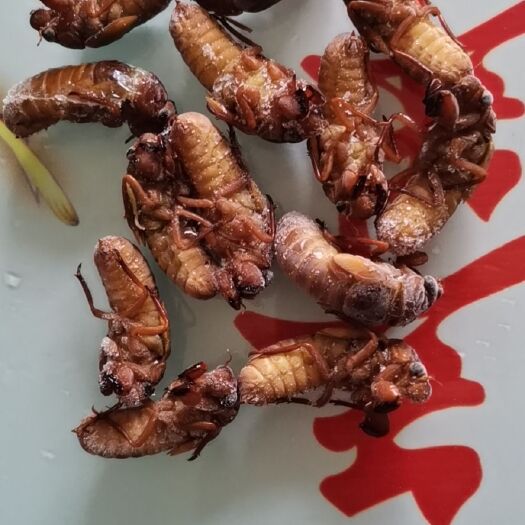庐江县金蝉