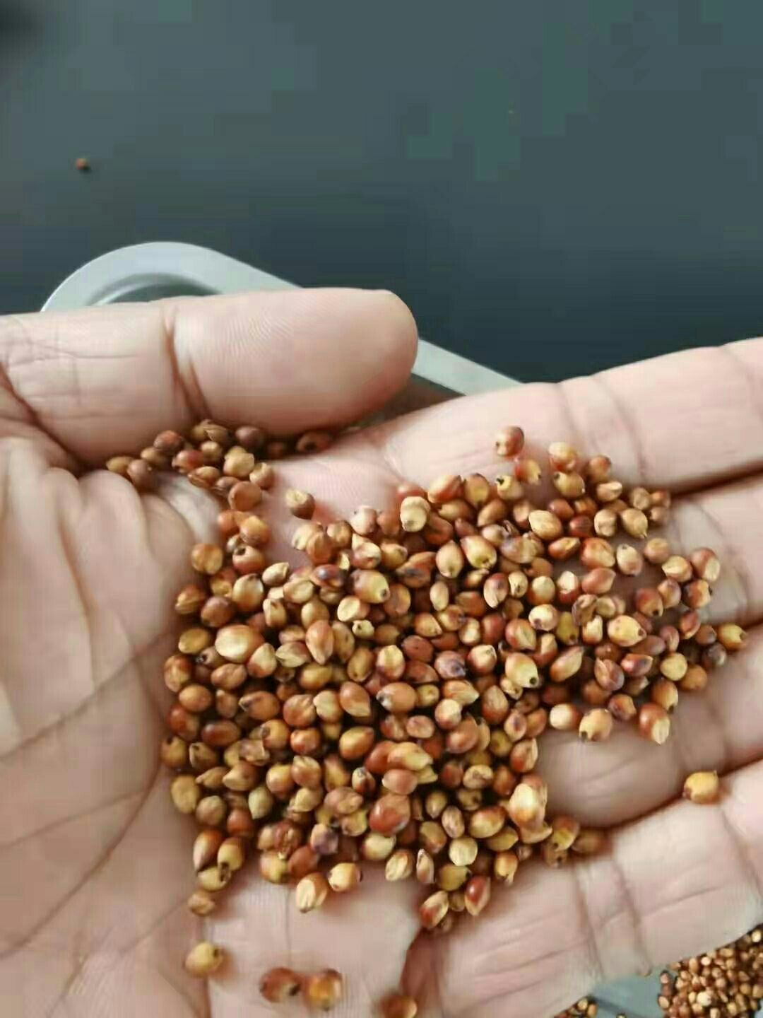 黄高粱 高梁
