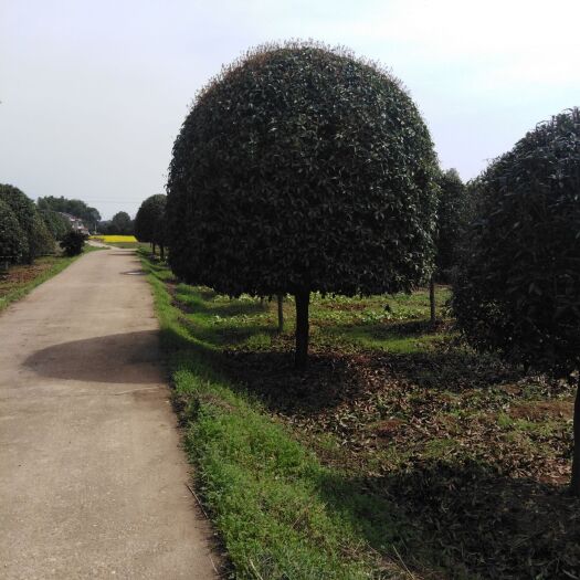 桂花树 桂花