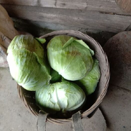 乐山圆包菜 包菜