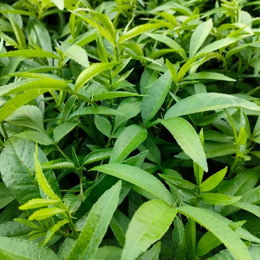 陆良县 青花椒苗，无纺布袋，成活率高，证件齐全