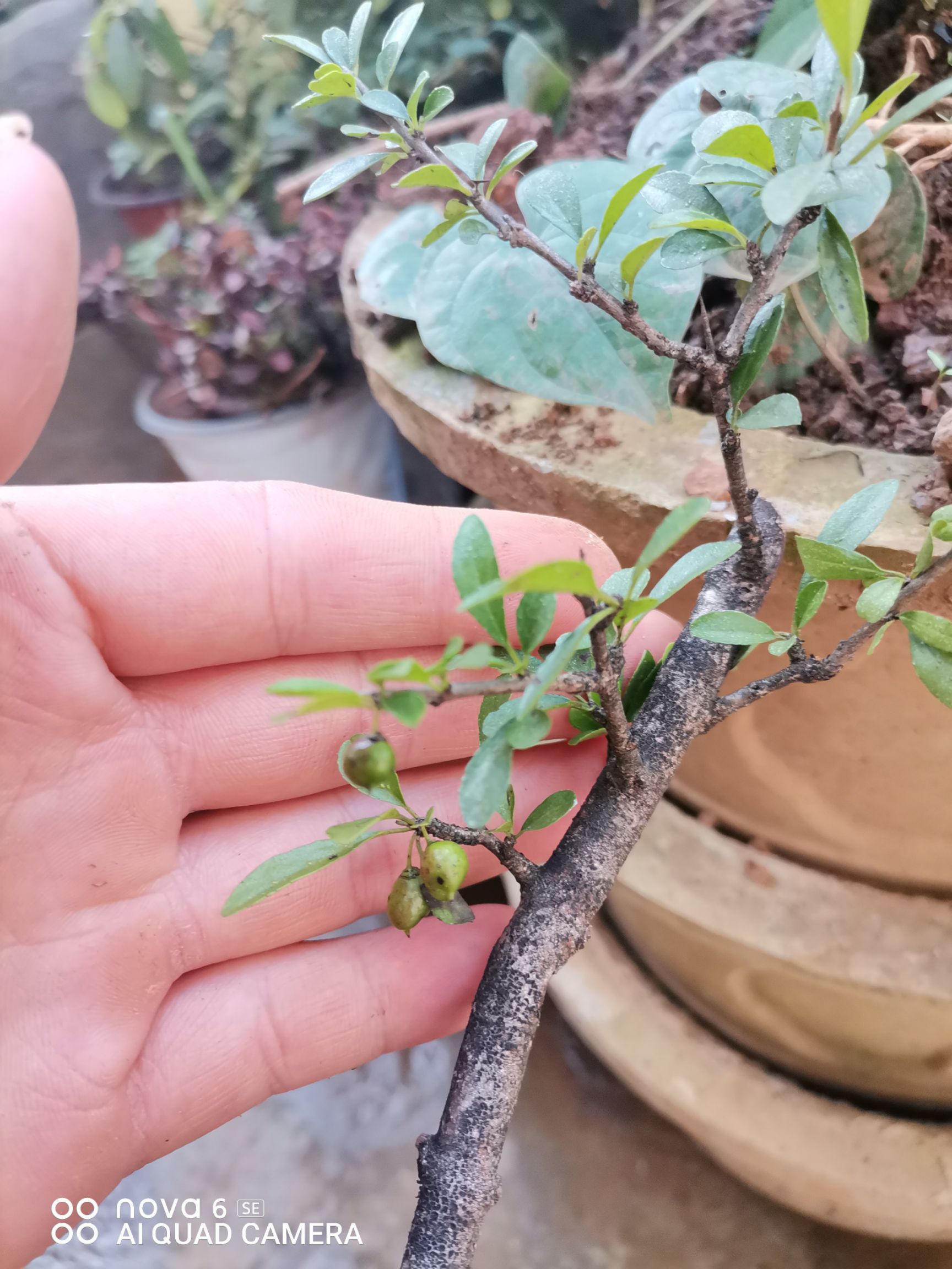 其它苗木 铁马鞭  大量供应 批发零售