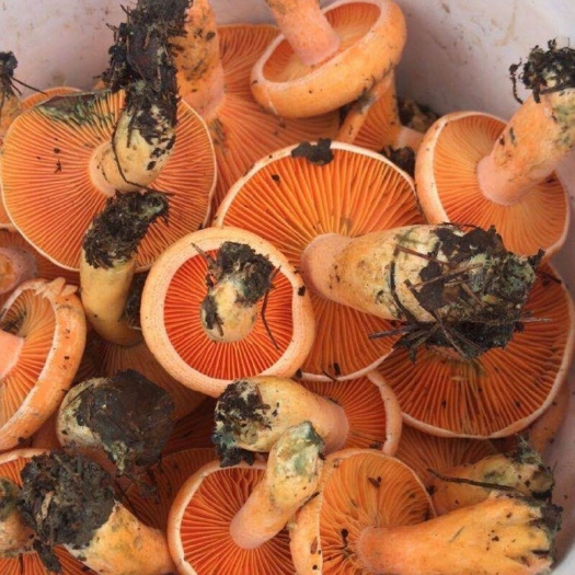 宜昌宜昌，高山野生松树菌，三指以下，精品货源。农户直销。