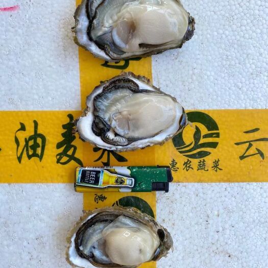 饶平县三倍体生蚝  【顺丰次日达】生蚝5斤29.9包邮一个仅0.3元带壳生蚝鲜活