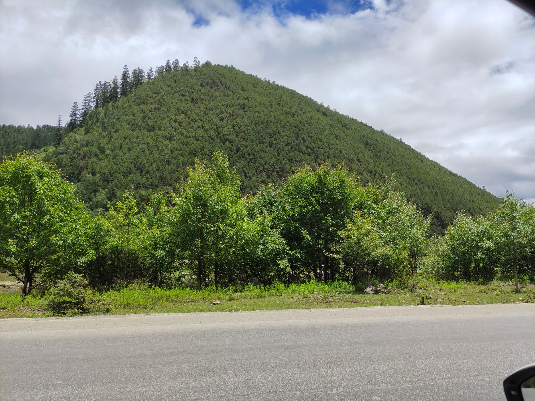 羊肚菌 产地批发 量大从优