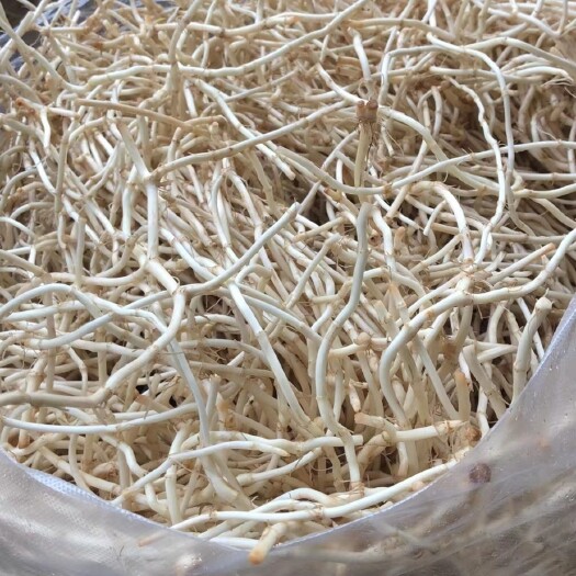 当阳市鱼腥草  鲜嫩折耳根