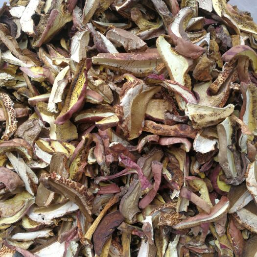 昆明黄牛肝菌 红葱牛肝菌