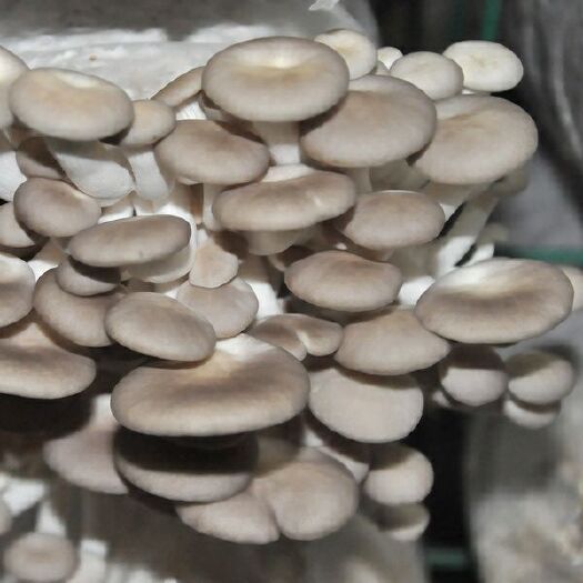 关岭县秀珍菇  细腻可口，口感很好