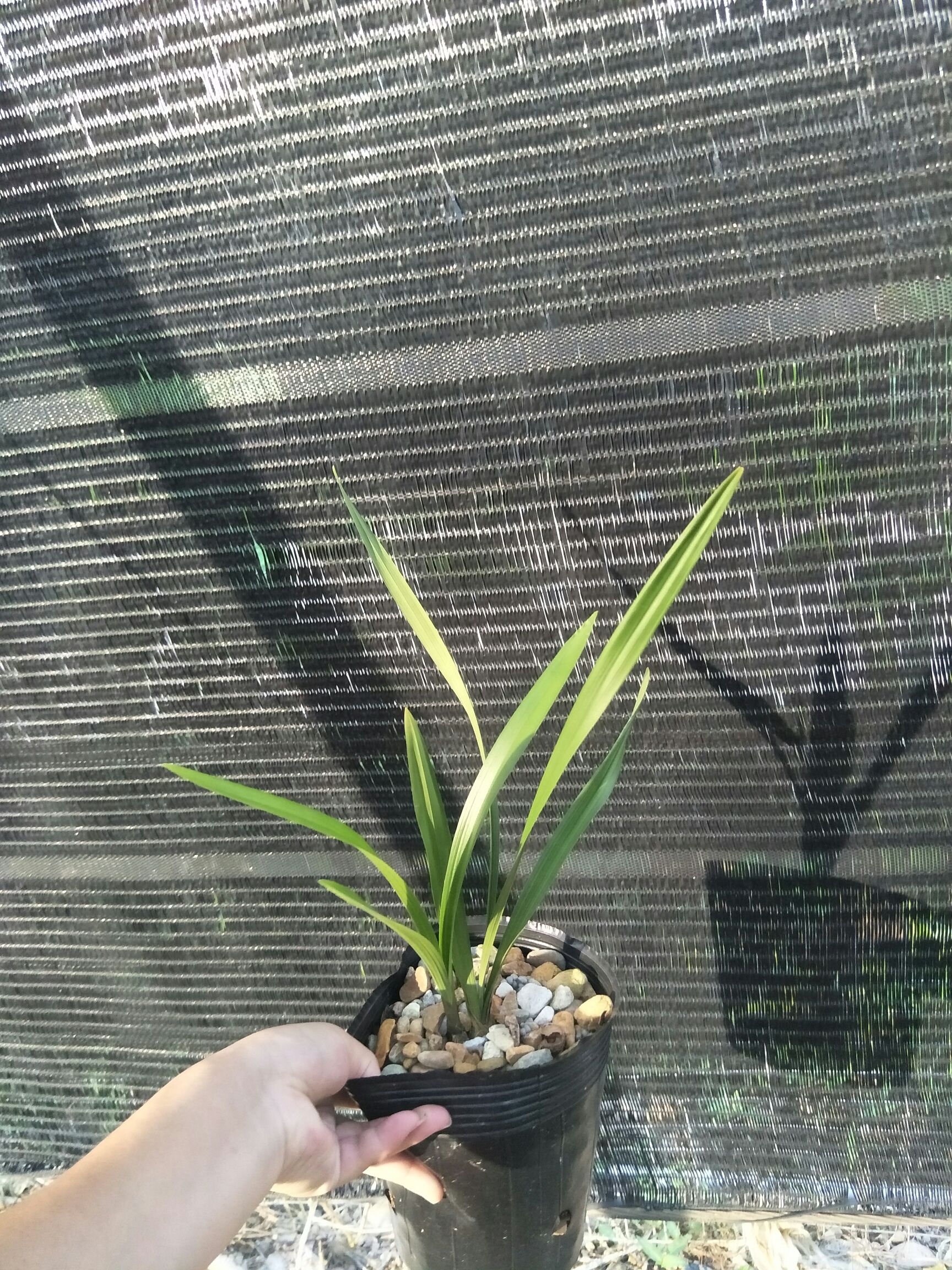 建兰贵妃醉酒，2苗以上，室内外防尘净化空气